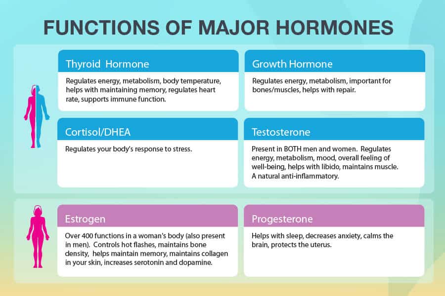 Hormone graphic