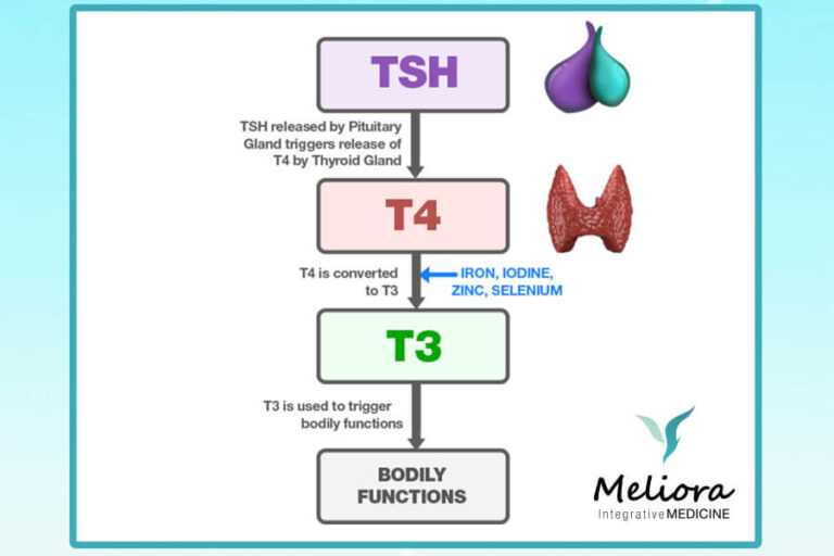 Thyroid Hormone Replacement Therapy | Meliora